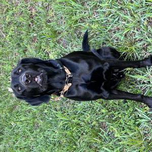 Lost Dog Icarus