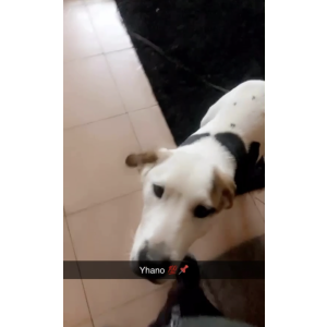 Lost Dog Yhano