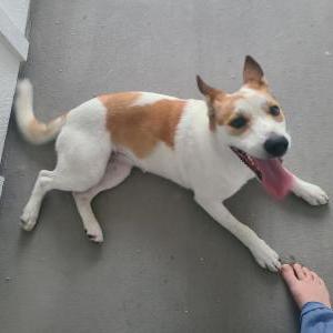 Found Dog Unknown