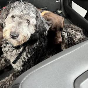 Lost Dog Ranger