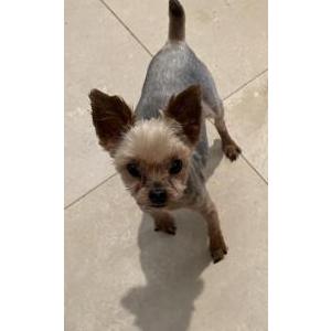 Lost Dog Tiny