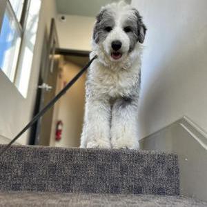 Lost Dog Panda