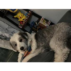 2nd Image of Panda, Lost Dog