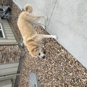 Found Dog Unknown