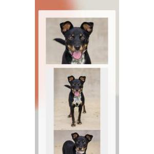 Lost Dog Clara