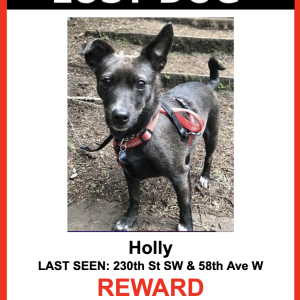 Image of Holly, Lost Dog