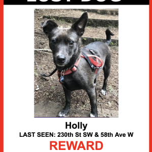 Lost Dog Holly