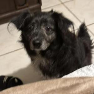 Lost Dog Blacky