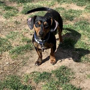 Lost Dog Dennis