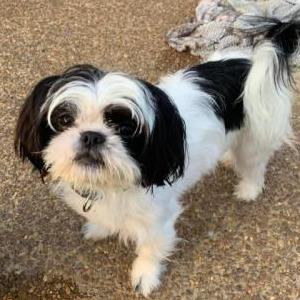 Lost Dog Pitufo $500 REWARD!!