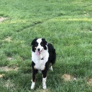 Lost Dog Gratty