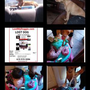 Lost Dog Molly