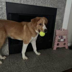 Lost Dog Zuri