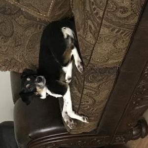 Lost Dog Roscoe