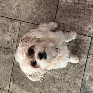 Lost Dog Rosie