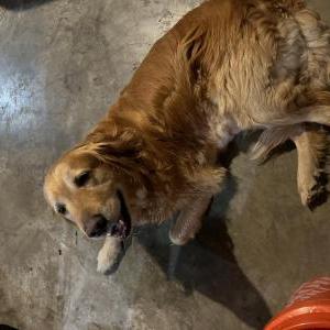 Found Dog Unknown