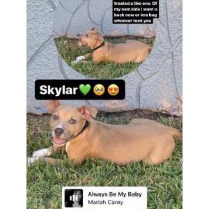 Lost Dog Skylar