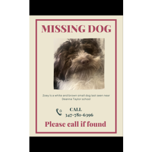 Lost Dog Zoey