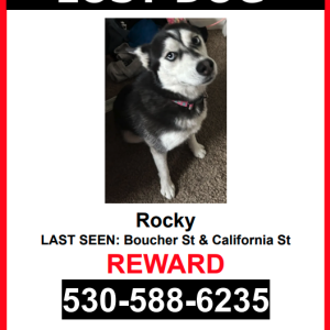 Lost Dog Rocky