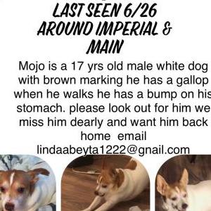 Lost Dog Mojo