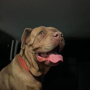 Found Dog Unlnown