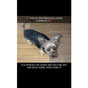 Lost Dog Princess Morales
