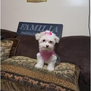 Lost Dog Heidi