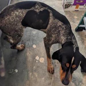 2nd Image of Unknown, Found Dog