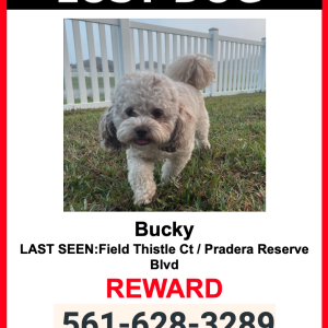 Lost Dog Bucky