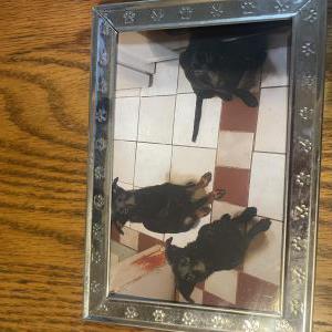 Image of 2 Black Labs, Lost Dog