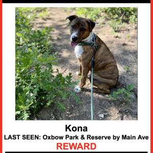 Lost Dog Kona