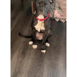 Lost Dog Tito