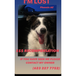 Lost Dog Max