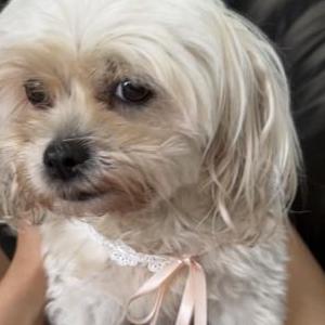 Lost Dog Ariel