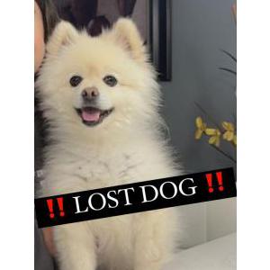 Lost Dog Max