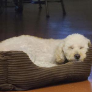 Lost Dog TJ
