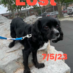 Lost Dog Bear