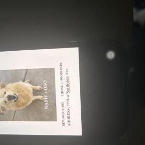 Lost Dog OSO