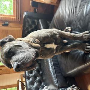 Lost Dog Hannibal
