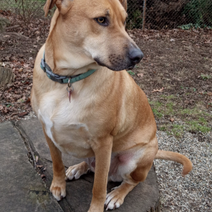 Lost Dog Jacobie