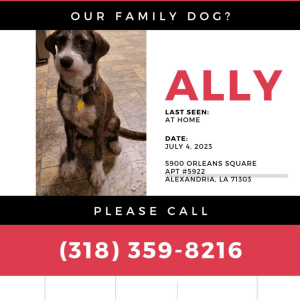 Image of Ally, Lost Dog