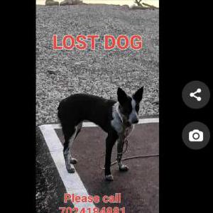 Image of Ulva, Lost Dog