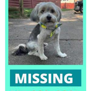 Lost Dog bobby