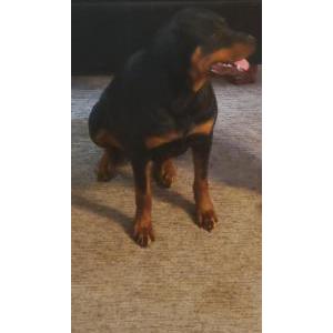 Lost Dog ATHENA