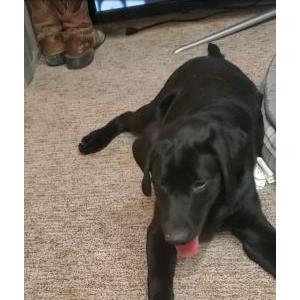 Lost Dog Apollo
