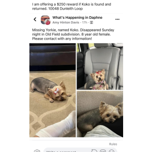 Lost Dog Koko