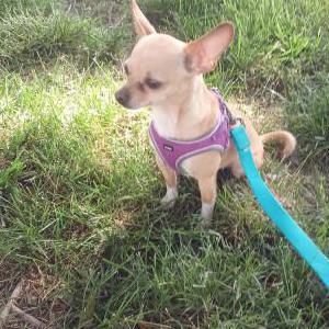 Lost Dog Piper