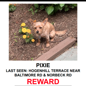 Lost Dog PIXIE