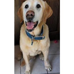 Lost Dog Buddy