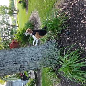 Lost Dog Mallie